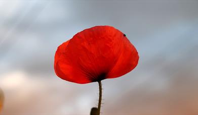 Stock image of a poppy for Remembrance