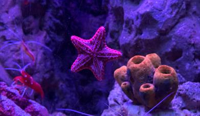 Starfish at Blue Reef Aquarium