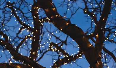 Stock photograph of Christmas Lights around a tree