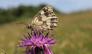 A marbled white butterfly photographed on Portsdown Hill