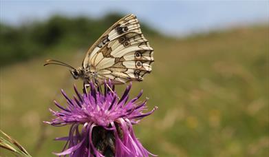 Marbled white butterfly on Portsdown Hill