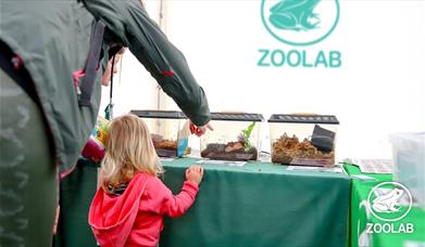 A child looking an array of creatures provided by Zoolab.
