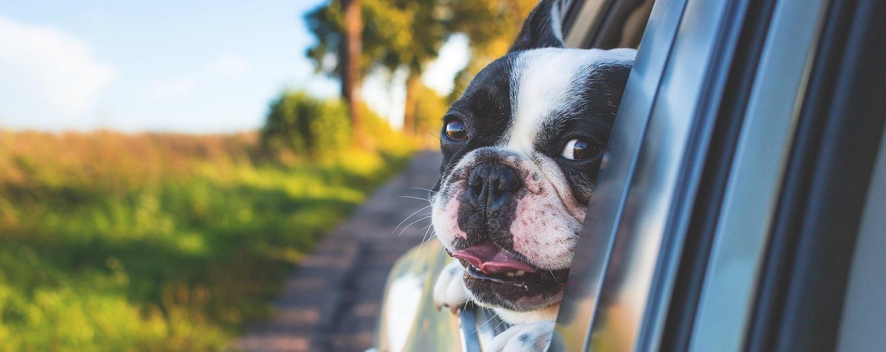 Dogfriendly Portsmouth Portsmouth