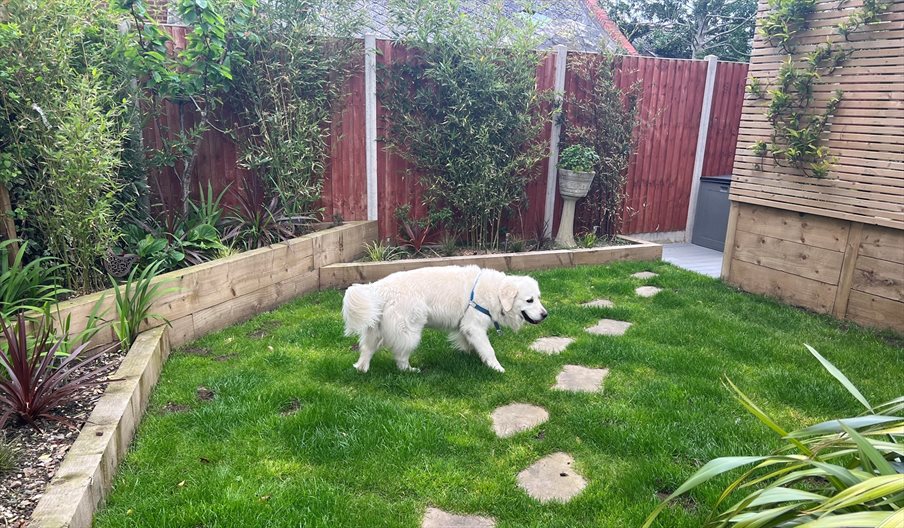 A dog enjoys the lawned garden at The Beach at the End of the Road