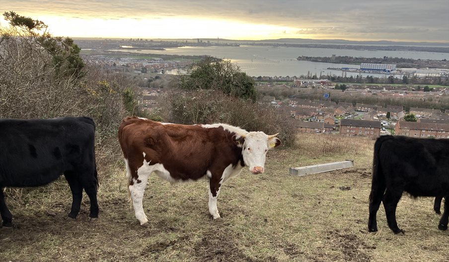 A photograph of cattle on Portsdown Hill