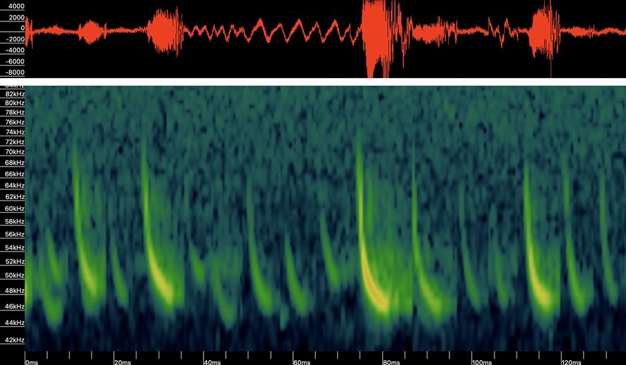 Image showing sound recordings used to locate bats