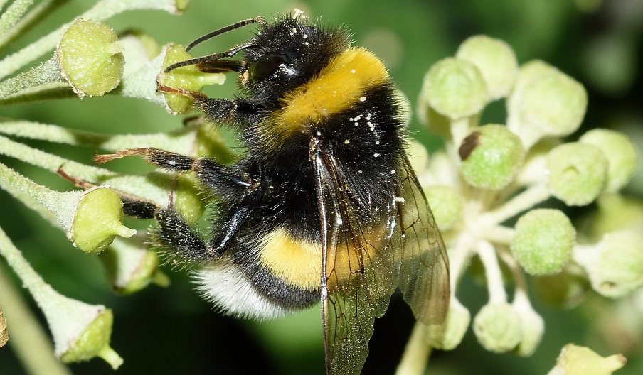 Photograph of a bee