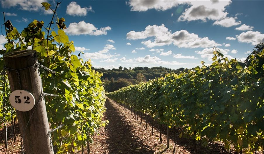 Hambledon vines