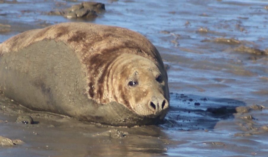 Photograph of a Seal relaxing in the shallow harbour waters around Hayling Island