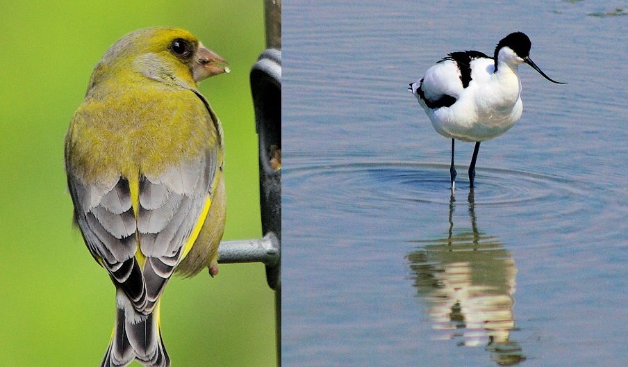 Photograph of two birds local to the Portsmouth area