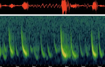 Image showing sound recordings used to locate bats