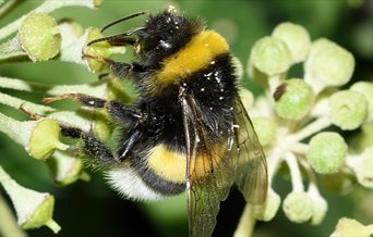 Photograph of a bee