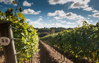 Hambledon vines