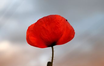 Stock image of a poppy for Remembrance