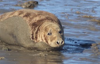 Photograph of a Seal relaxing in the shallow harbour waters around Hayling Island
