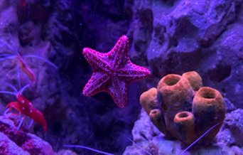 Starfish at Blue Reef Aquarium