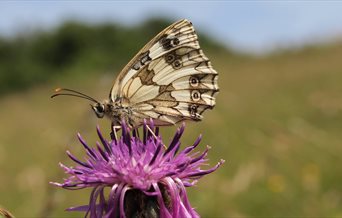 A marbled white butterfly photographed on Portsdown Hill