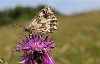 Marbled white butterfly on Portsdown Hill