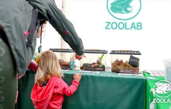 A child looking an array of creatures provided by Zoolab.