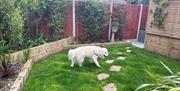 A dog enjoys the lawned garden at The Beach at the End of the Road