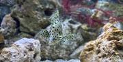 Blue Reef Aquarium's Baby Panther Grouper