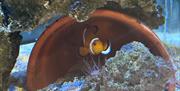 A clownfish at Blue Reef Aquarium in Portsmouth