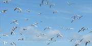 Seagulls at Langstone Harbour