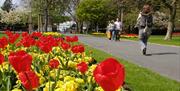 flowers at Victoria park