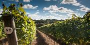 Hambledon vines