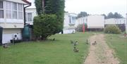 Ducks at Kingfisher Caravan Park