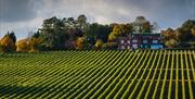 The vineyard at Hambledon