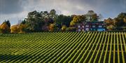 The vineyard at Hambledon