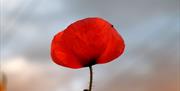 Stock image of a poppy for Remembrance