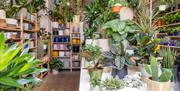 Photograph showing lush green plants inside the Rose Clover shop