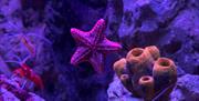 Starfish at Blue Reef Aquarium