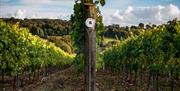 Hambledon Vineyard tours