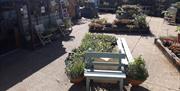 Plants to browse and buy at the Waterfront Garden Centre