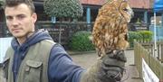 Birds of Prey at Port Solent