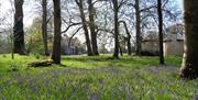 Stansted House bluebells