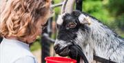 Girl feeding a goat at Staunton Farm