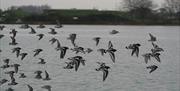 Local bird populations around Wicor take flight - credit S M Waddington