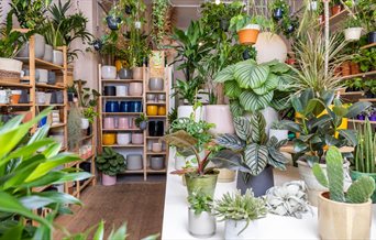Photograph showing lush green plants inside the Rose Clover shop