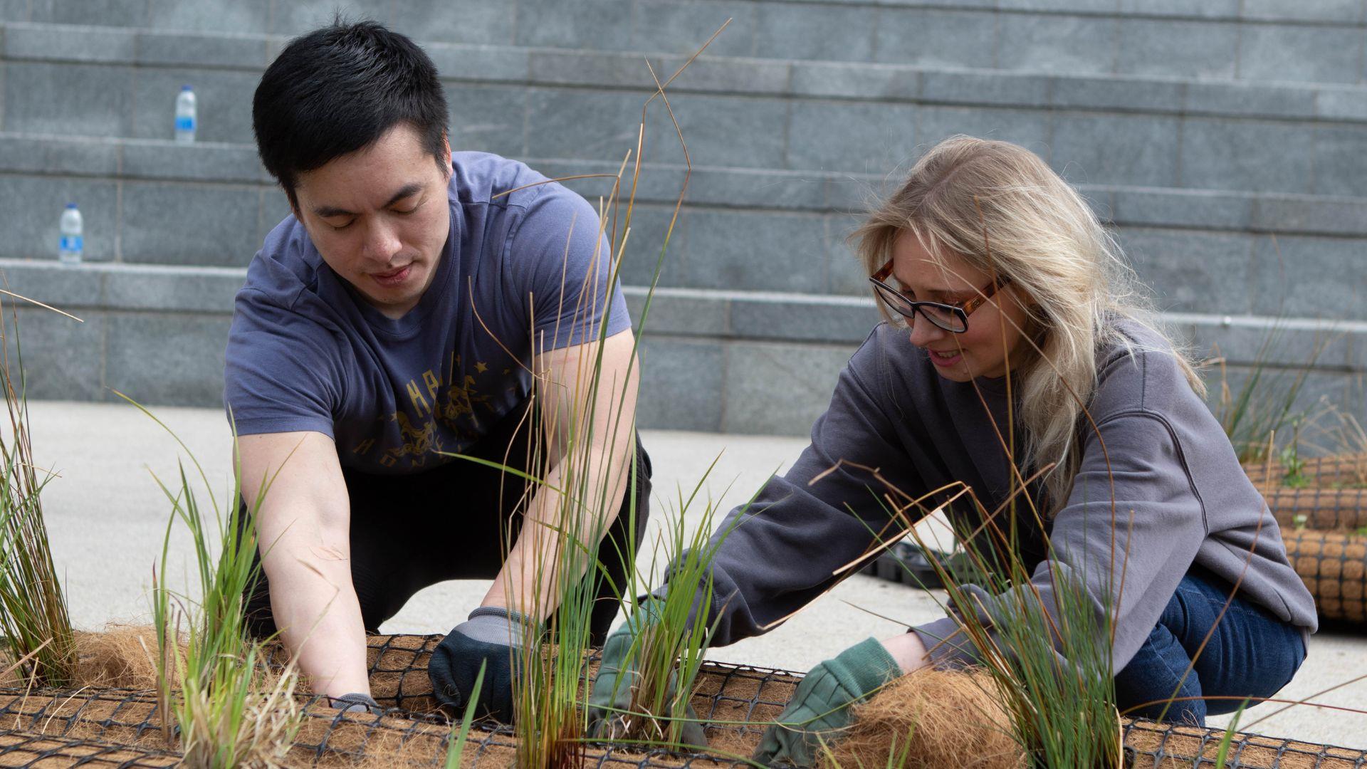 Two business volunteers planting reed beds at the Oracle Riverside in Reading