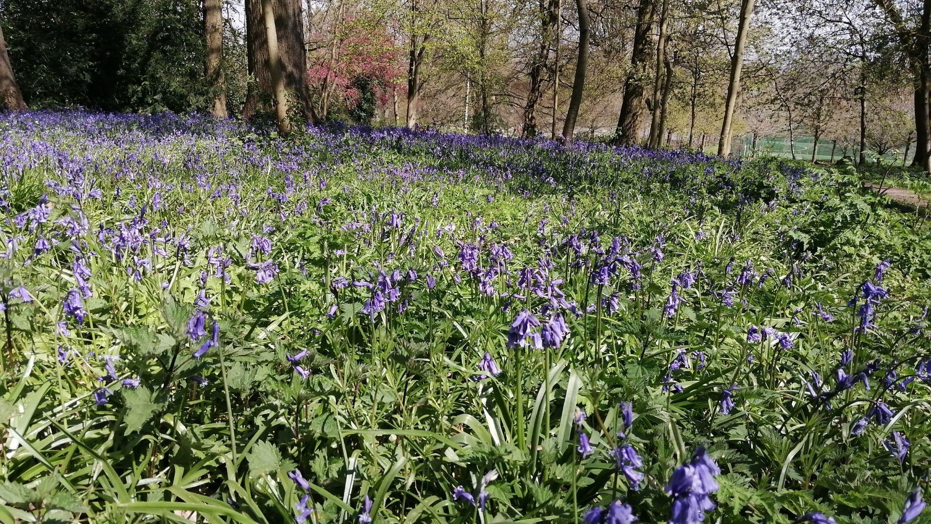 bluebells in Prospect Park