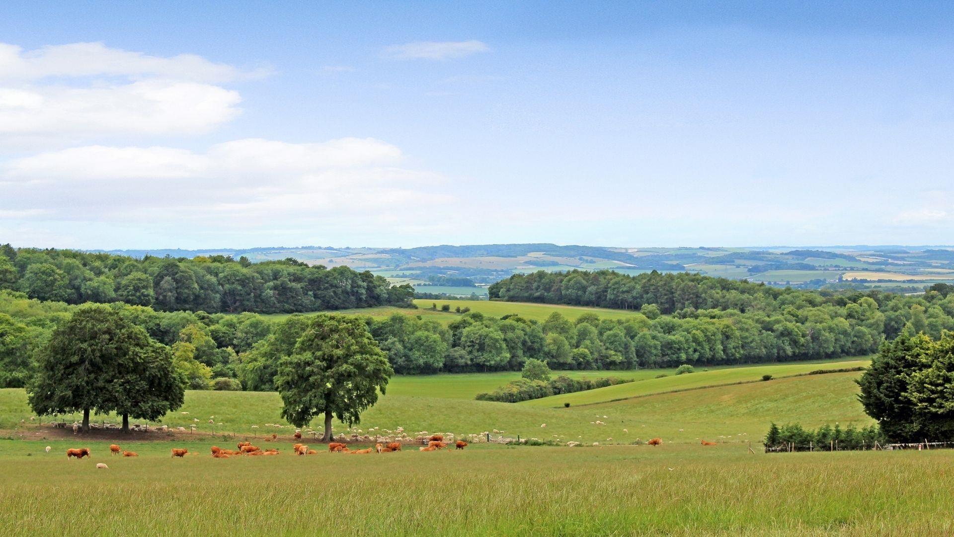 View from Nuffield Hill