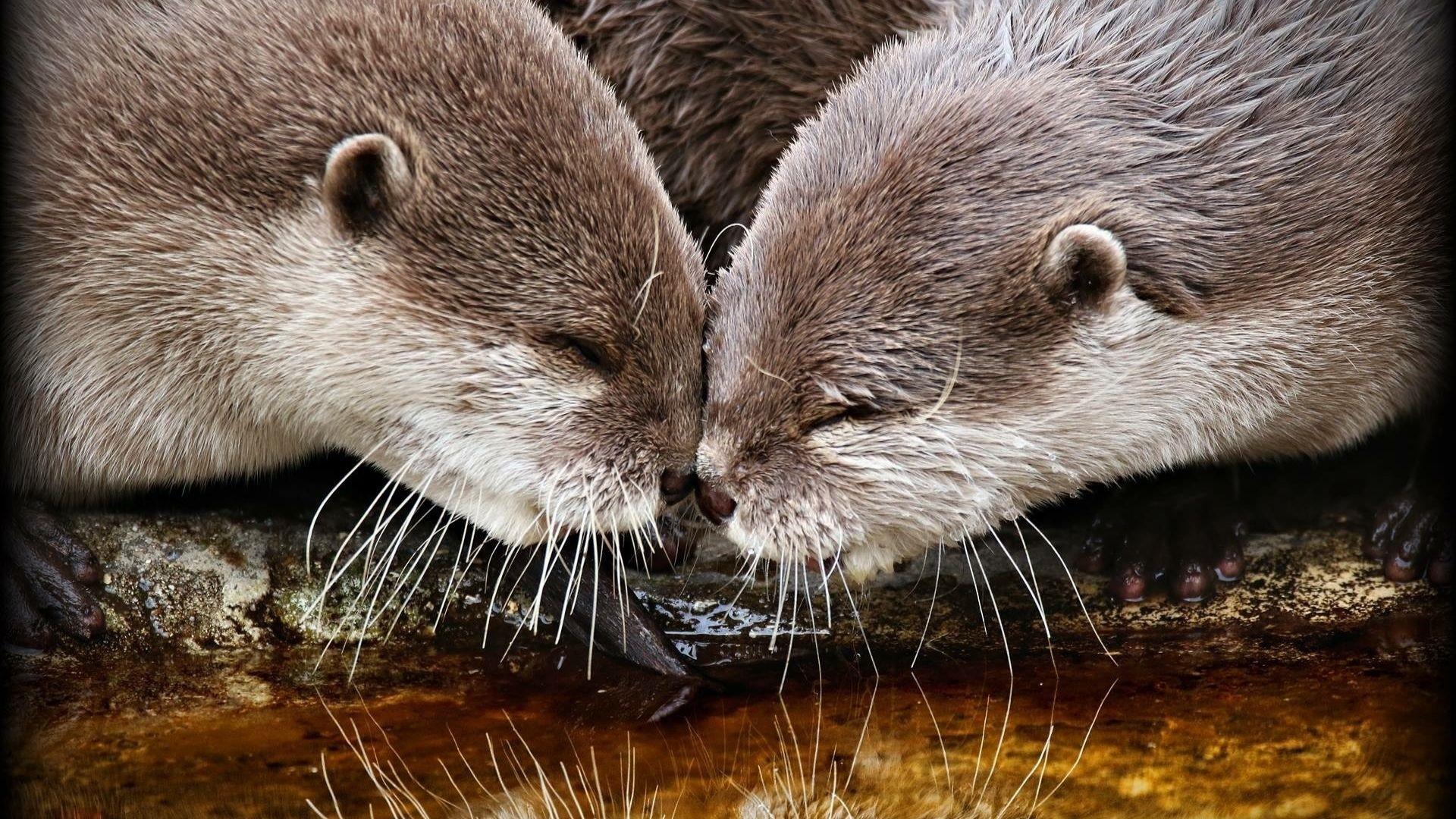 2 otters