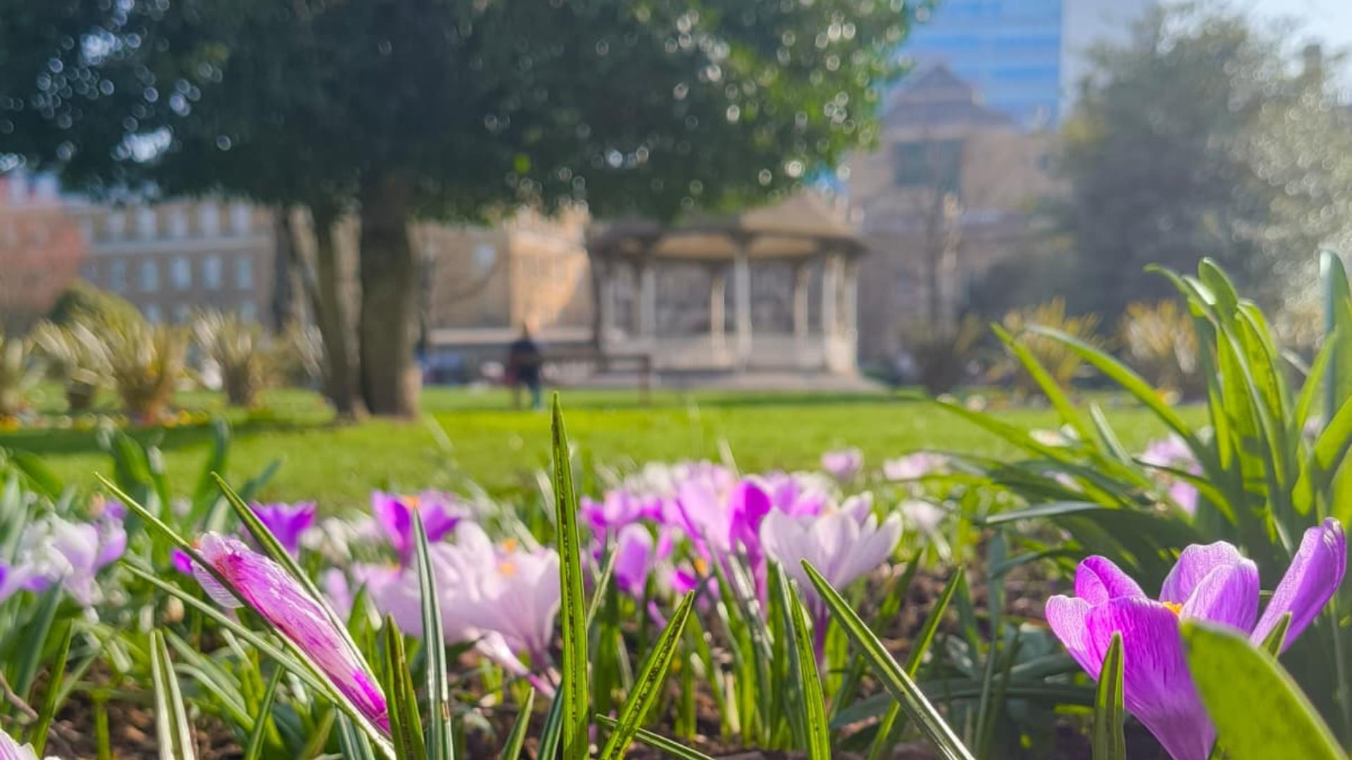 Flowers in Forbury Gardens