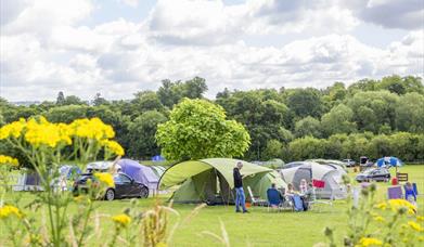 Tents in a field with flowers