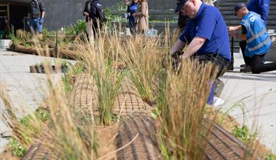 Reed bed planting