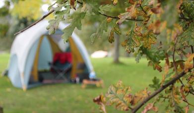 a tent in trees